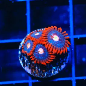 Fire and Ice Zoanthids Coral