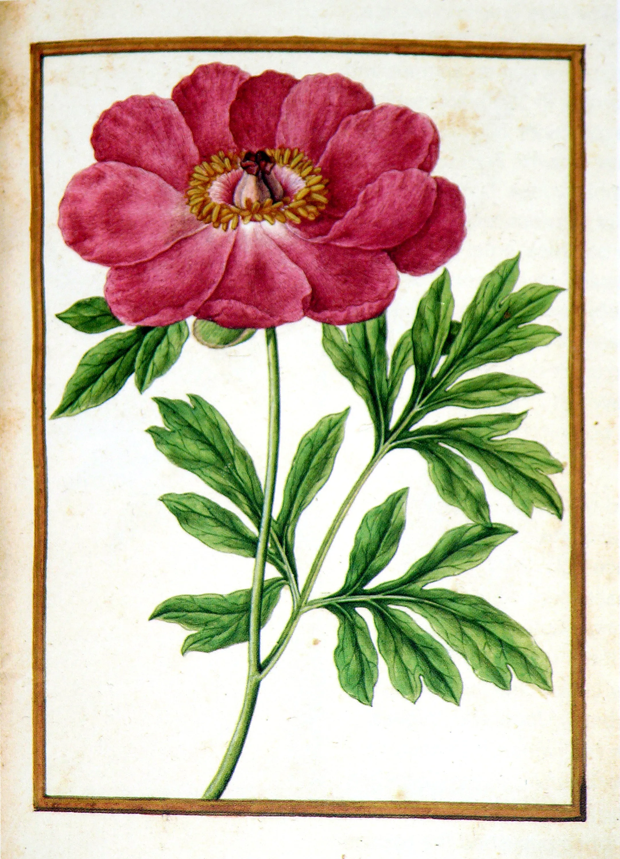 Jacques le Moyne de Morgues (French, ca. 1533-1588), Peony