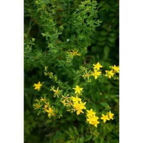 St. Johns Wort